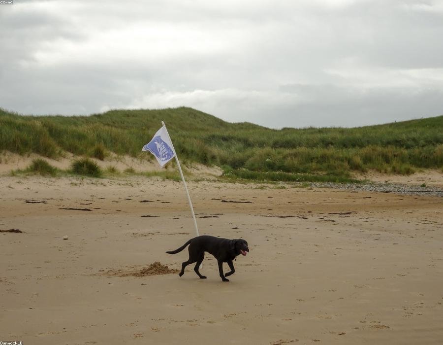 Photo from “Rufus and the flag”