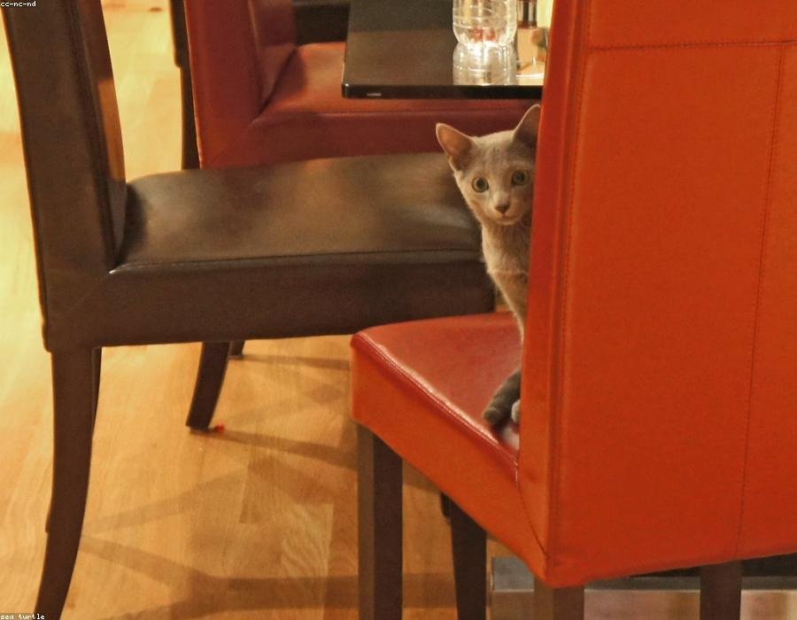 Pepper, a cat