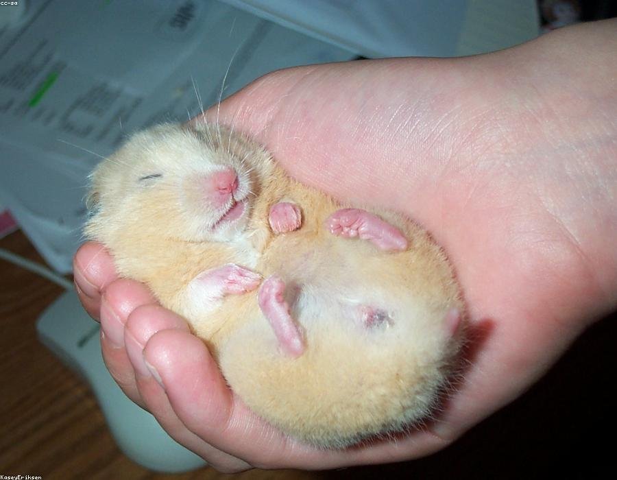 Crumb, a hamster