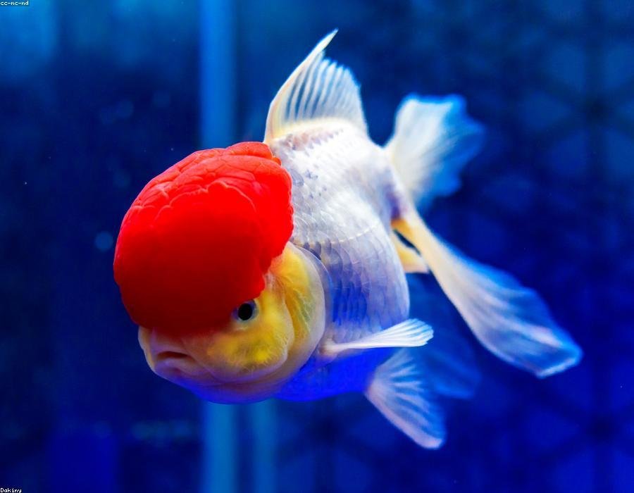 Captain, a fish