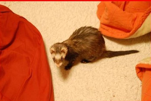 Photo from “An incomplete list of things Noodle has stolen this month”