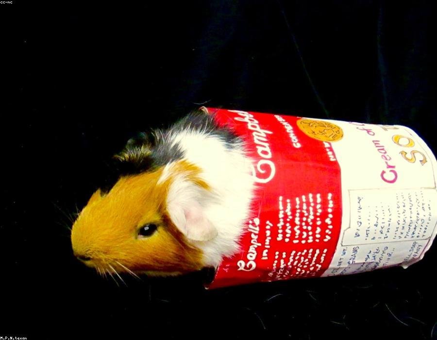 Photo from “Basil has learned the sound of the fridge door”