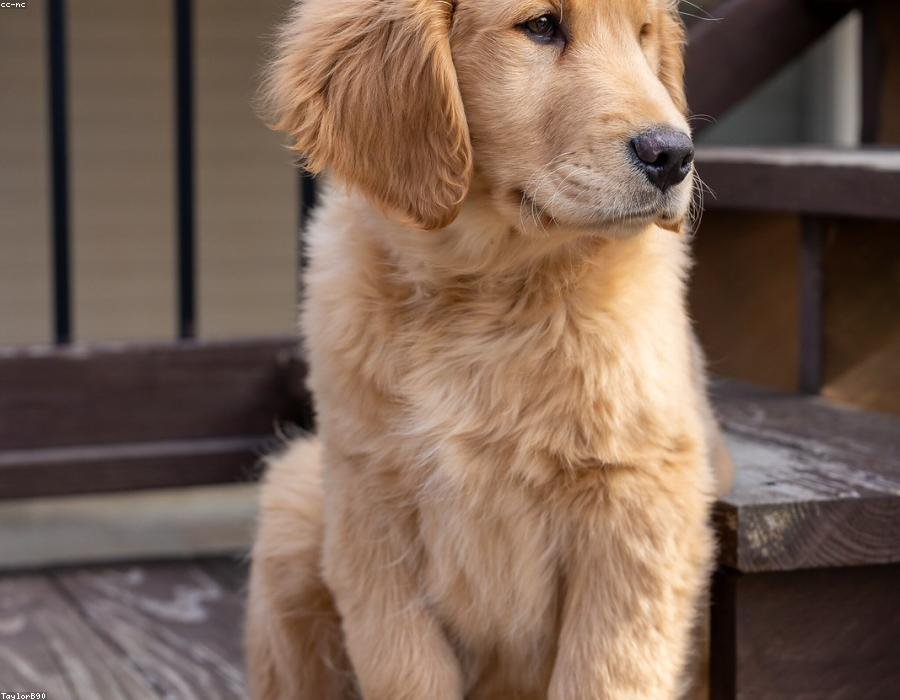 Biscuit, a dog