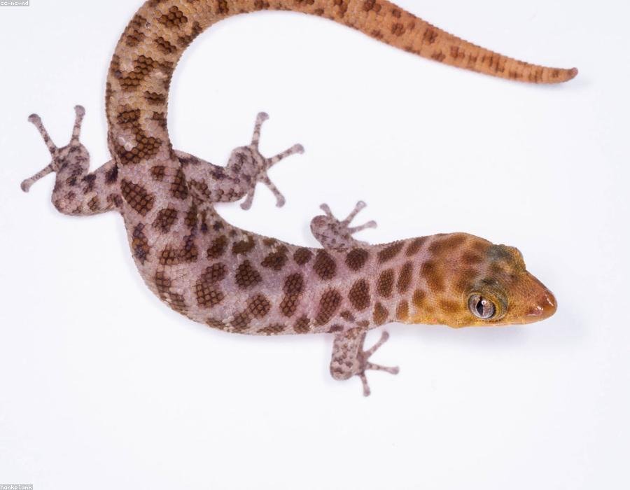 Sprocket, a reptile