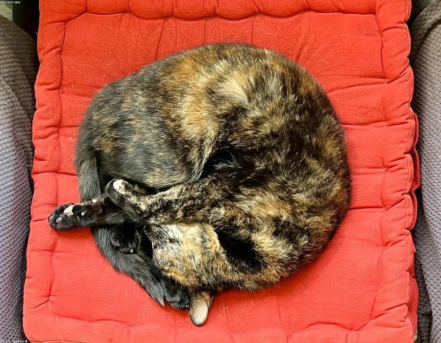 Photo from “The red cushion is non-negotiable”