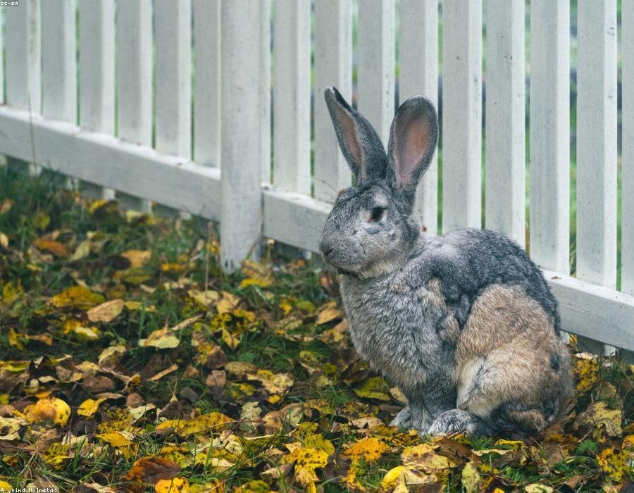 Clover, a rabbit