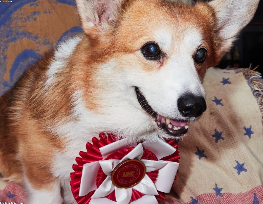 Photo from “Ziggy's rosette is now a personality trait”